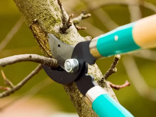 Tree-Pruning
