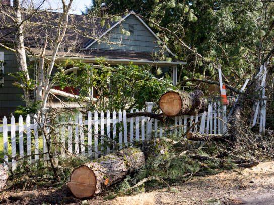 tree removal